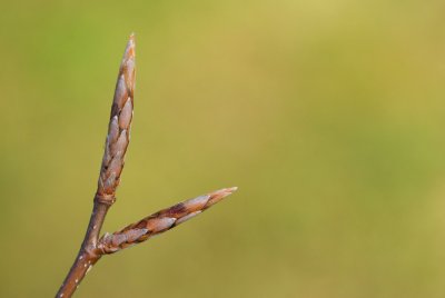 Fagus sylvatica 'Tricolor' (='Roseomarginata') - buk lesní - pupen